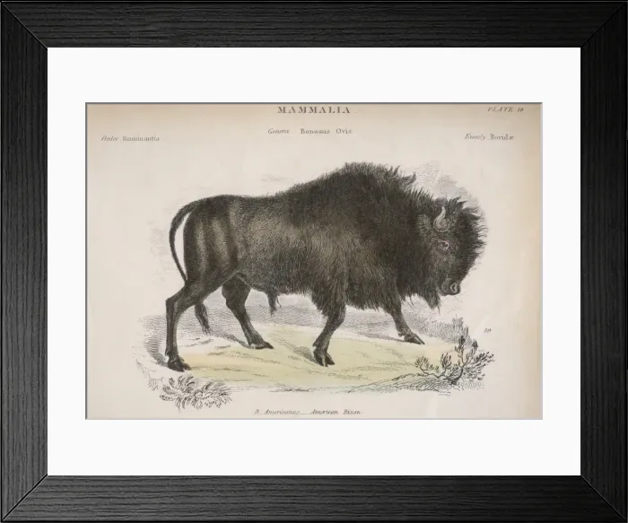 Framed Print : American Bison Framed Print : American Bison