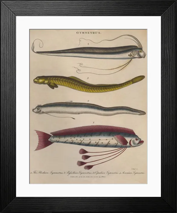 Framed Print : Gymnetrus. Four ribbonfish or Gymnetrus, circa 1808 Framed Print : Gymnetrus. Four ribbonfish or Gymnetrus, circa 1808