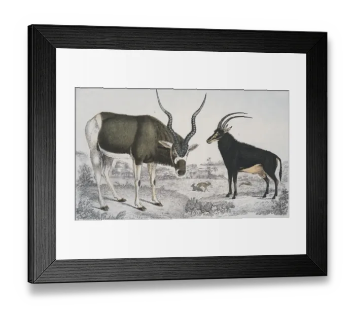 Framed Print : Antelopes Abroad Framed Print : Antelopes Abroad