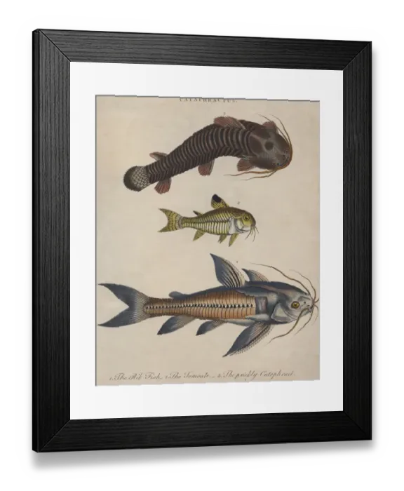 Framed Print : Cataphractus Framed Print : Cataphractus