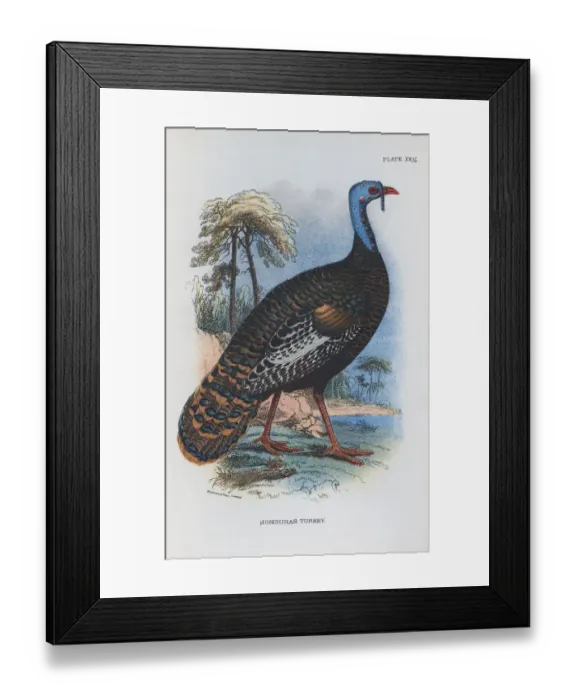 Framed Print : Honduras Turkey Framed Print : Honduras Turkey
