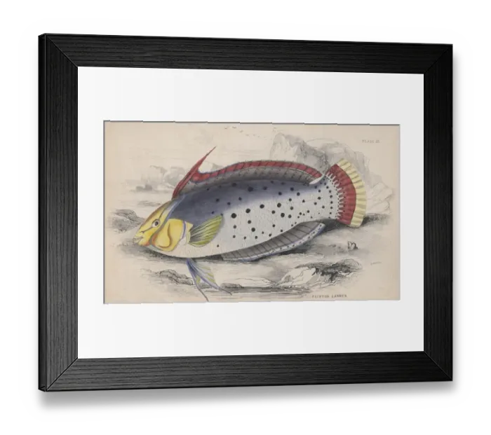 Framed Print : Painted Labrus Framed Print : Painted Labrus