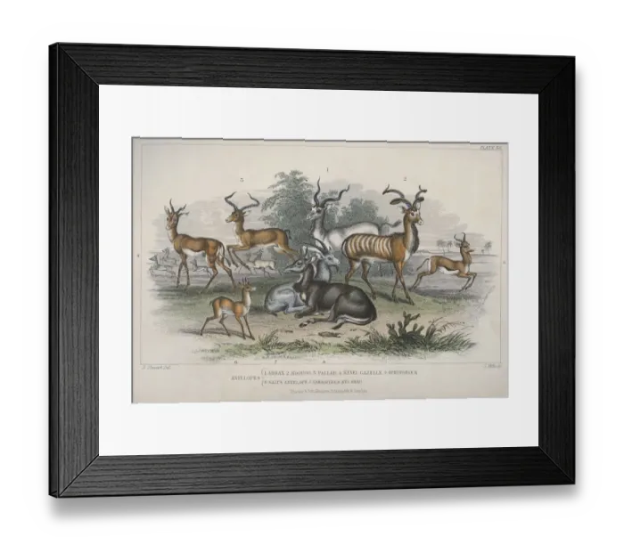 Framed Print : Antelopes. Various antelopes, circa 1850 Framed Print : Antelopes. Various antelopes, circa 1850