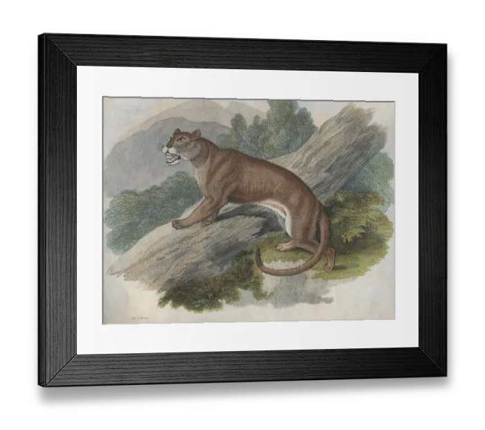 Framed Print : Cougar. A cougar or puma of the Americas, circa 1850 Framed Print : Cougar. A cougar or puma of the Americas, circa 1850