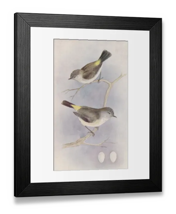 Framed Print : Yellow-Rumped Thornbill Framed Print : Yellow-Rumped Thornbill