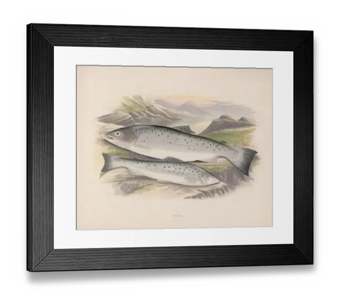 Framed Print : Sewen. Two sewen or sea trout, circa 1850 Framed Print : Sewen. Two sewen or sea trout, circa 1850