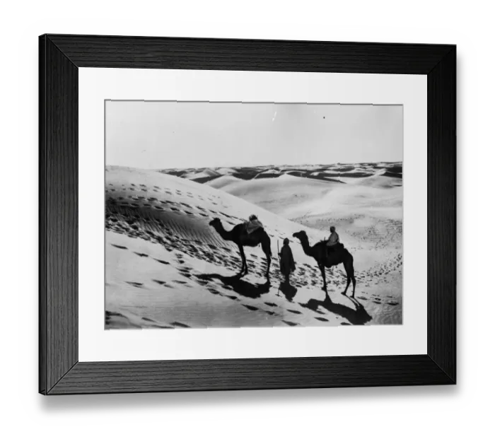 Framed Print : Sahara Camels Framed Print : Sahara Camels