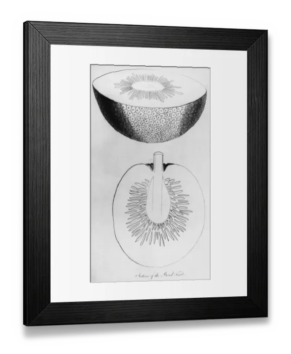 Framed Print : Sections Of The Breadfruit Framed Print : Sections Of The Breadfruit