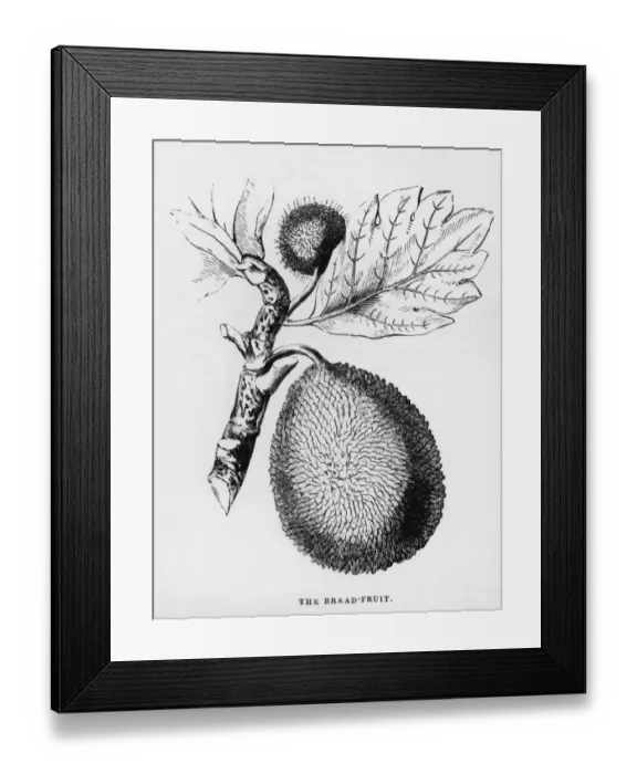 Framed Print : Breadfruit Framed Print : Breadfruit