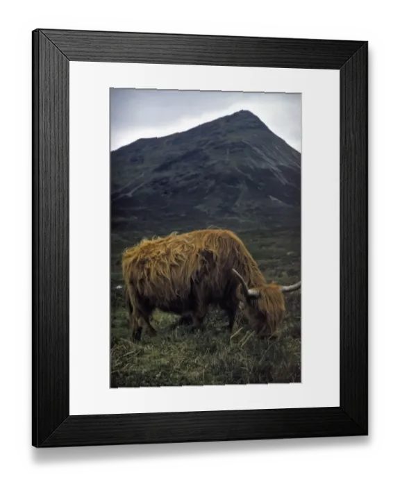 Framed Print : Highland Bull Framed Print : Highland Bull