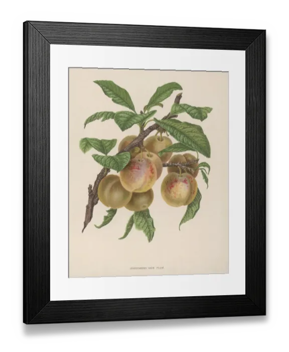 Framed Print : Transparent Gage Plum Framed Print : Transparent Gage Plum