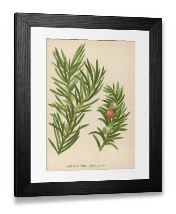 Framed Print : Common Yew Framed Print : Common Yew