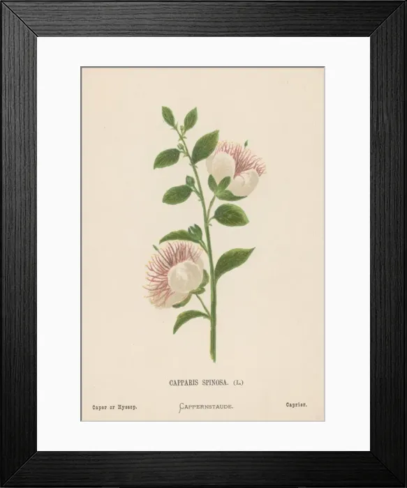 Framed Print : Caper. Illustration entitled Cappris Spinosa Framed Print : Caper. Illustration entitled Cappris Spinosa