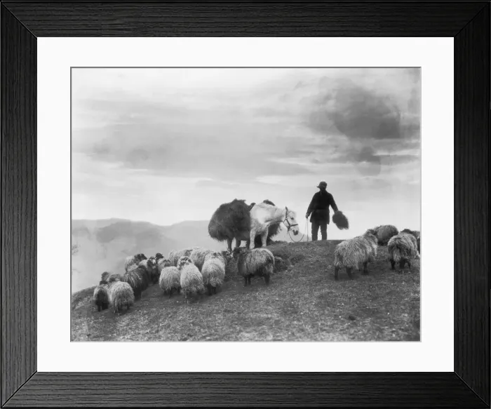 Framed Print : Sheep Farmer Framed Print : Sheep Farmer