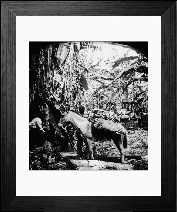 Framed Print : Banana Laden Beast Framed Print : Banana Laden Beast