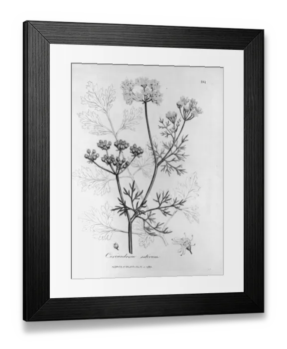 Framed Print : Coriandrum Sativum Framed Print : Coriandrum Sativum