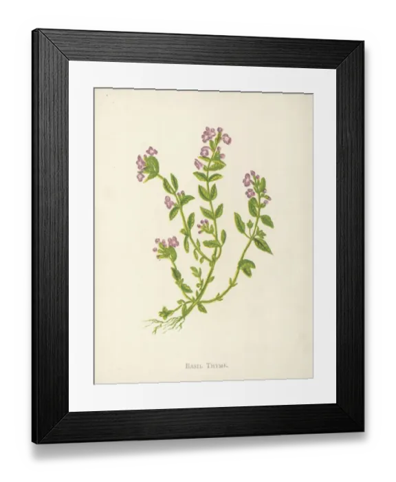 Framed Print : Basil Thyme Framed Print : Basil Thyme