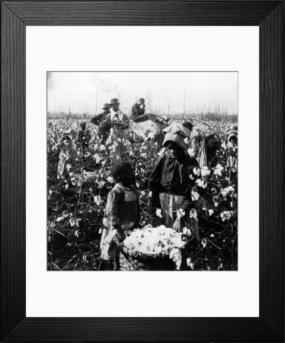 Framed Print : Cotton Picking Framed Print : Cotton Picking