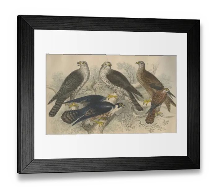 Framed Print : Birds Of Prey