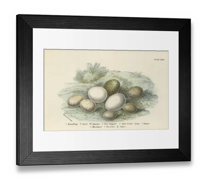 Framed Print : Birds Eggs