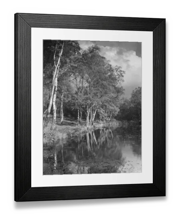 Framed Print : Burnham Beeches Framed Print : Burnham Beeches