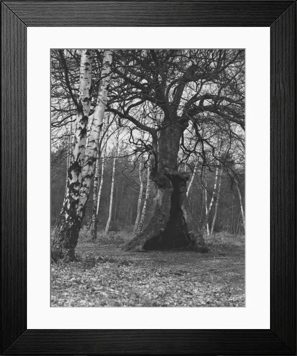 Framed Print : Burnham Beeches Framed Print : Burnham Beeches