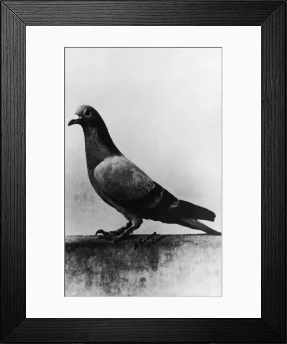 Framed Print : Noble Mercury Framed Print : Noble Mercury