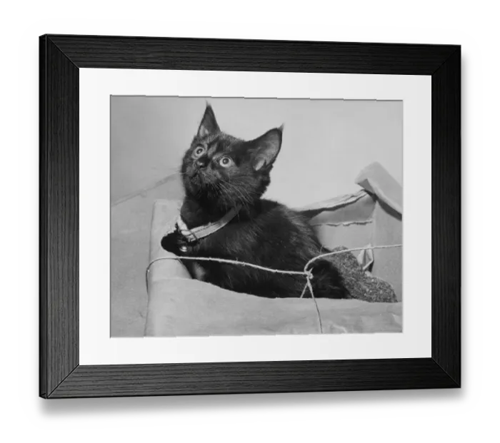 Framed Print : Lost Kitten Framed Print : Lost Kitten