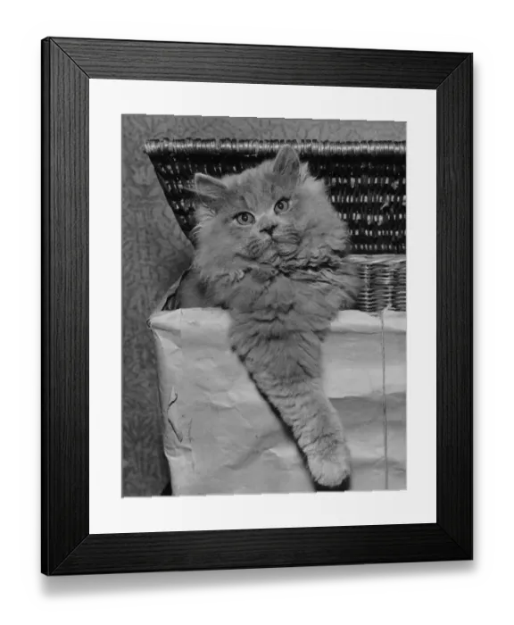 Framed Print : Basket Case Framed Print : Basket Case