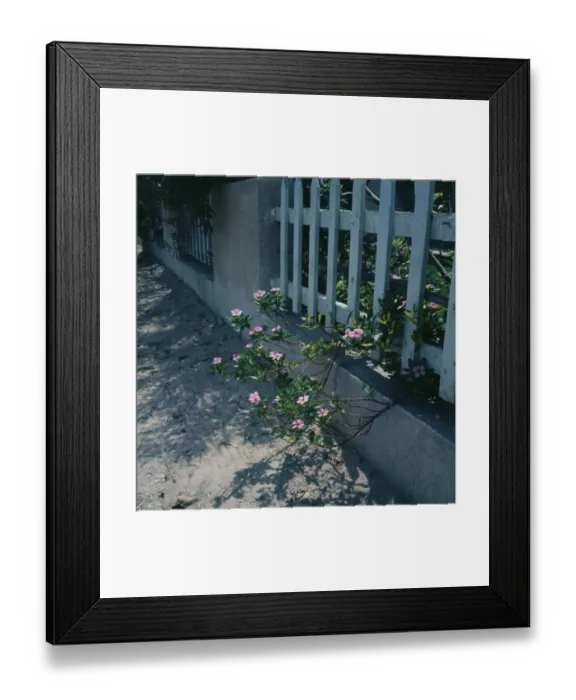 Framed Print : Pink Flowering Shrub Framed Print : Pink Flowering Shrub