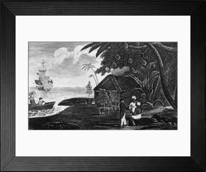 Framed Print : The Breadfruit Tree Framed Print : The Breadfruit Tree