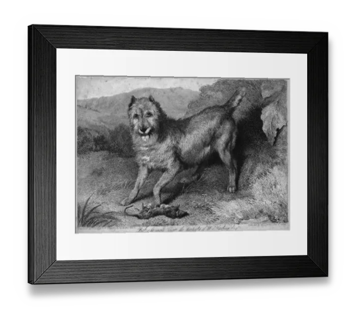 Framed Print : Rat Catcher