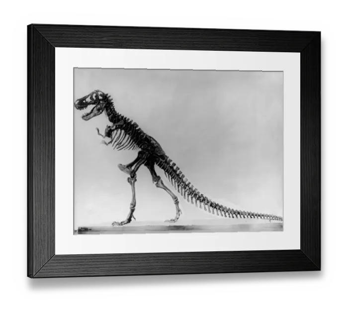 Framed Print : Tyranosaurus skeleton