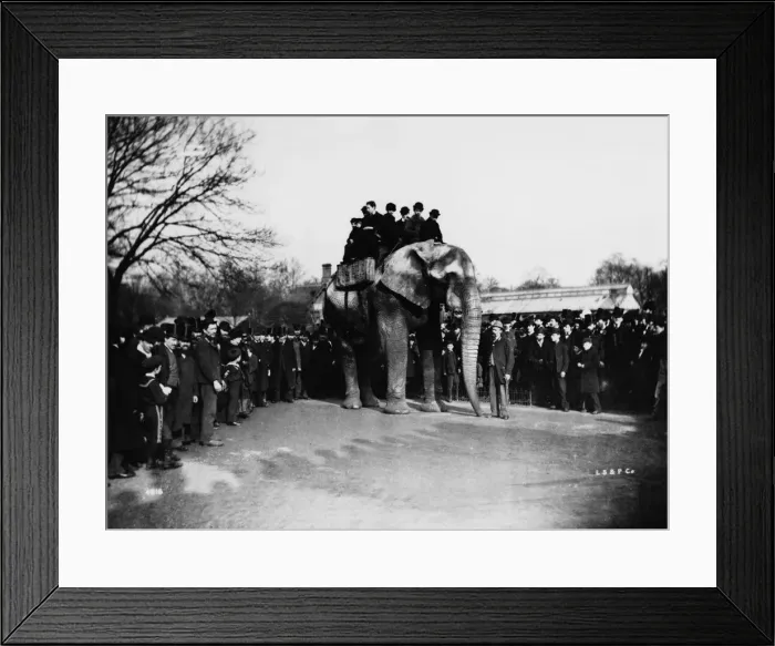 Framed Print : Jumbo Ride Framed Print : Jumbo Ride
