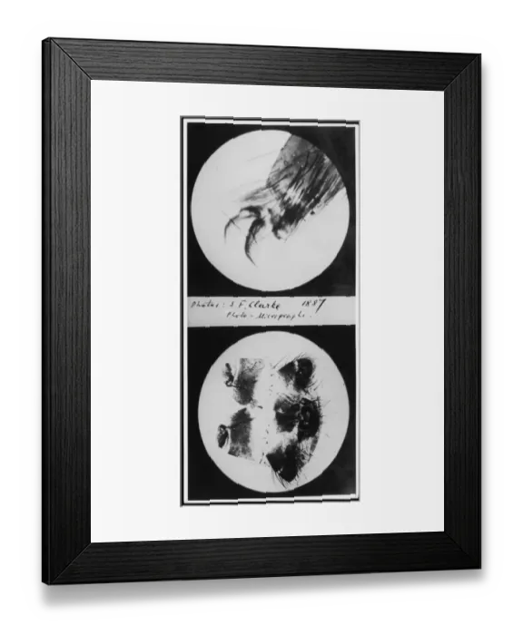 Framed Print : Photomicrographs Framed Print : Photomicrographs