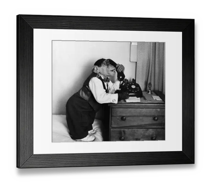 Framed Print : Chimp On The Line Framed Print : Chimp On The Line