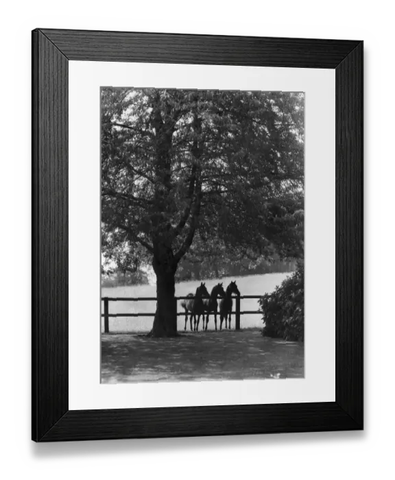 Framed Print : Sunningdale Park Horses Framed Print : Sunningdale Park Horses