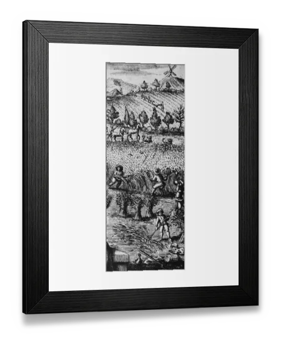 Framed Print : Harvest Time Framed Print : Harvest Time