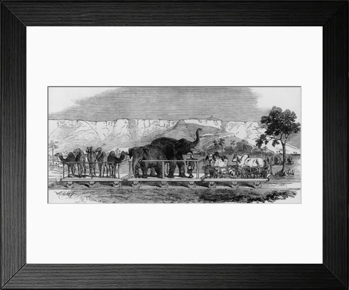 Framed Print : Livestock By Rail Framed Print : Livestock By Rail