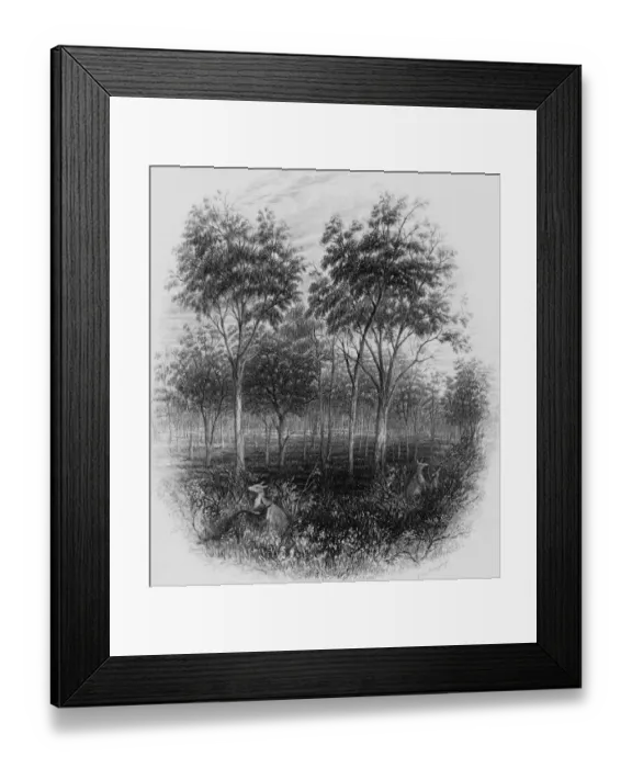 Framed Print : Queensland Bush Framed Print : Queensland Bush