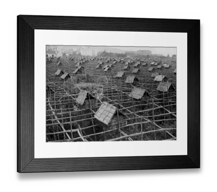 Framed Print : Sorrento Orchard Framed Print : Sorrento Orchard