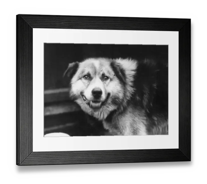 Framed Print : Husky Dog Chosen For Sir Ernest Shackletons Trans-Antarctic Expedition Framed Print : Husky Dog Chosen For Sir Ernest Shackletons Trans-Antarctic Expedition
