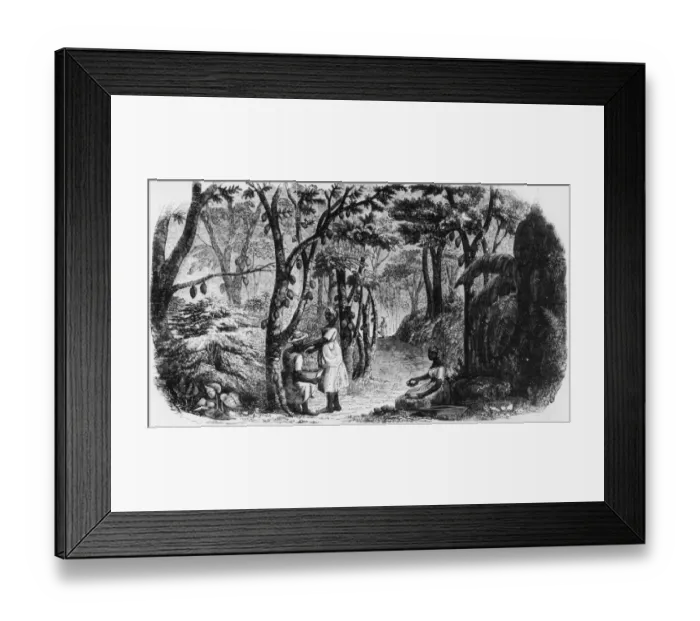 Framed Print : Cocoa Harvest Framed Print : Cocoa Harvest