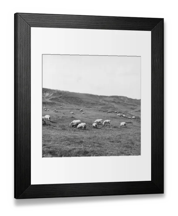 Framed Print : Sheep Grazing Framed Print : Sheep Grazing