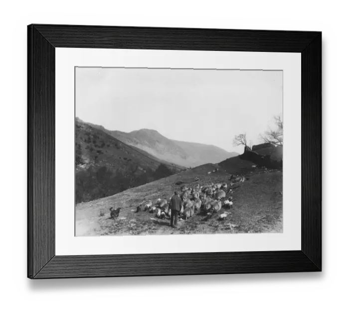 Framed Print : Westmorland Sheep Framed Print : Westmorland Sheep