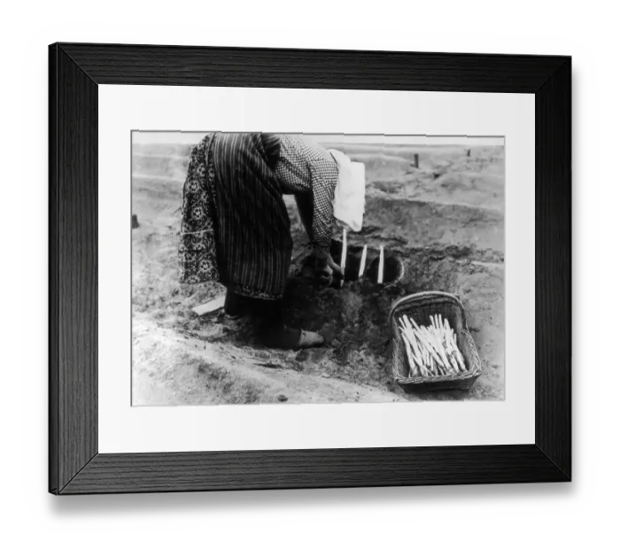 Framed Print : Asparagus Farming Framed Print : Asparagus Farming