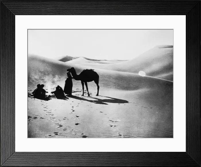 Framed Print : Desert Camel Framed Print : Desert Camel
