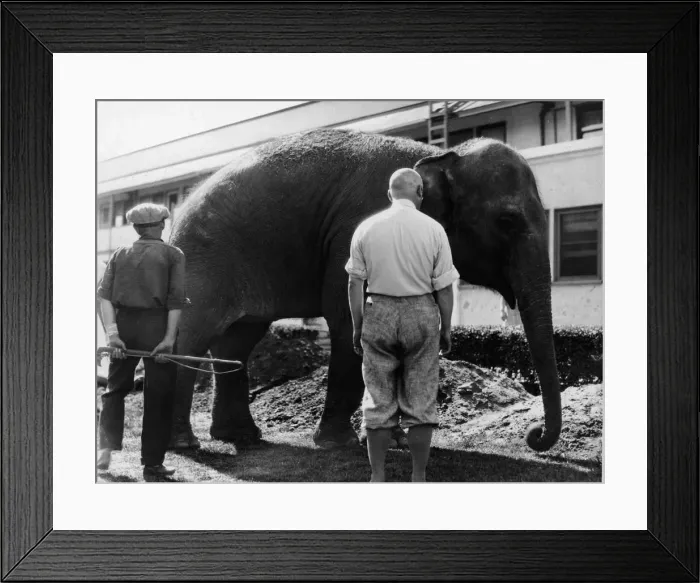 Framed Print : Two Men & An Elephant