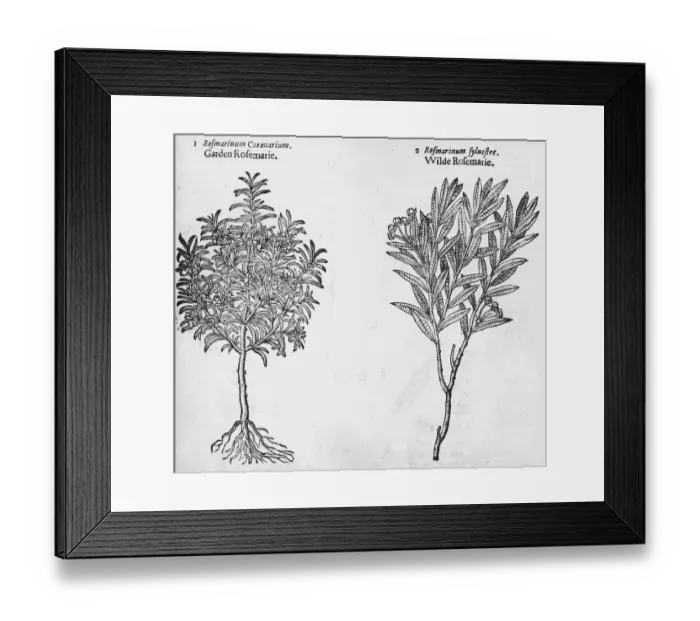 Framed Print : Varieties Of Rosemary Framed Print : Varieties Of Rosemary