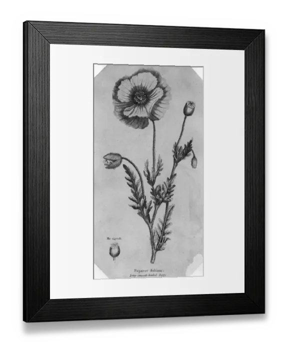 Framed Print : Poppy. circa 1880: A poppy. (Photo by Hulton Archive / Getty Images) Framed Print : Poppy. circa 1880: A poppy. (Photo by Hulton Archive / Getty Images)